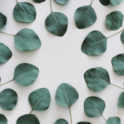 Eucalyptus leaves on a natural background – BuyNatural New Arrivals section