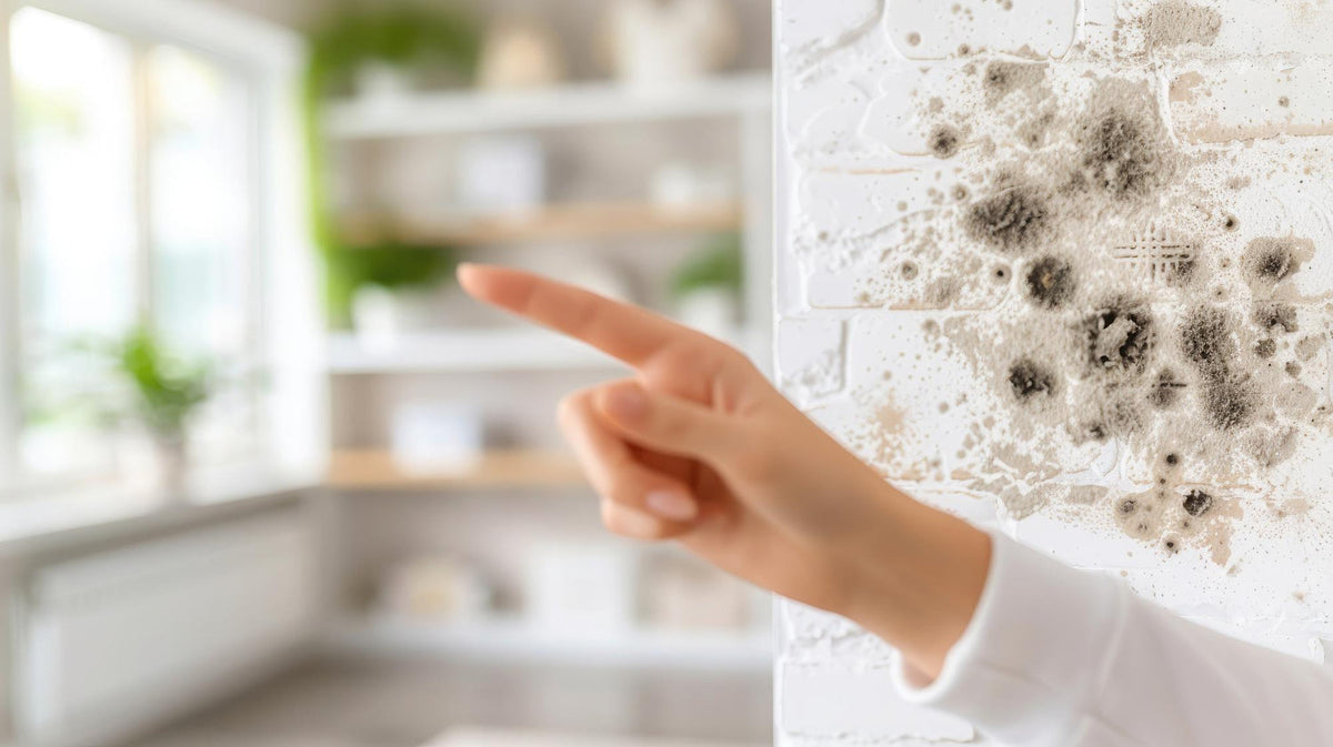 The Best Natural Mould Cleaners in Australia for Safe, Eco-Friendly Homes