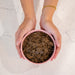 Air Proudi air dried cat food served in a bowl