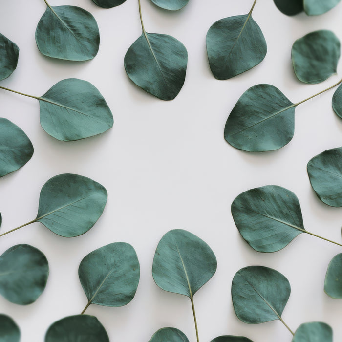 Fresh eucalyptus leaves on a white background